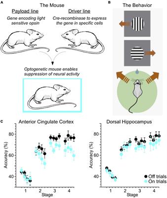 Decision Making as a Learned Skill in Mice and Humans